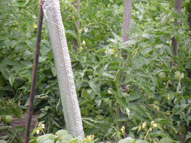  plants de tomates